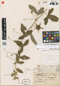 Image of Passiflora chrysophylla