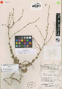 Streptanthus brachiatus image