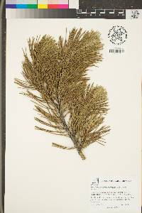 Image of Pinus murrayana