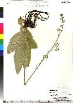 Saxifraga pensylvanica image