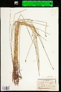 Eleocharis palustris image