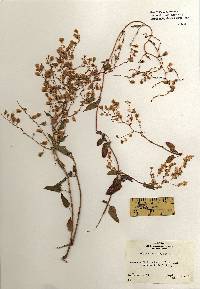 Image of Polygonum baldschuanicum