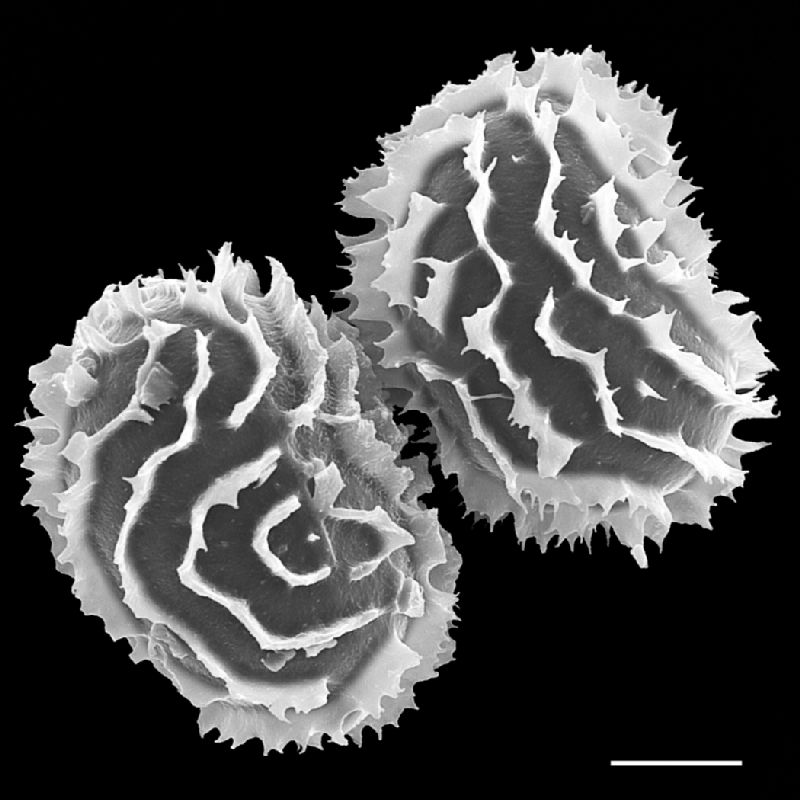 Megalastrum caribaeum