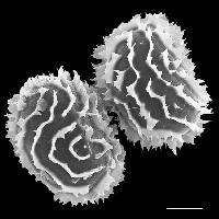 Image of Megalastrum caribaeum