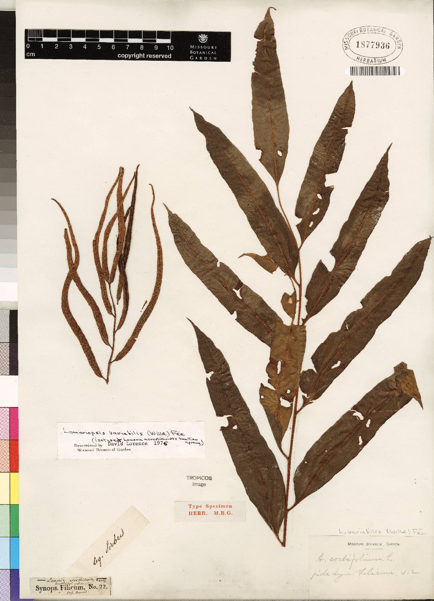 Lomariopsis variabilis image