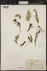 Polypodium glycyrrhiza image