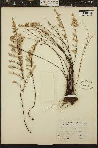 Pellaea mucronata subsp. californica image