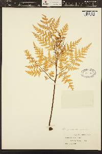 Image of Japanobotrychum lanuginosum