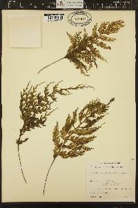 Image of Hymenophyllum badium