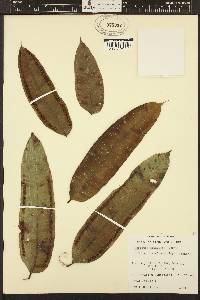Ptisana grandifolia image