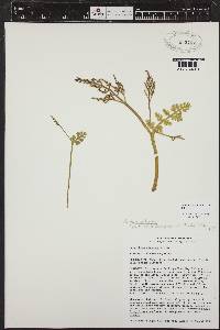 Botrychium pinnatum image