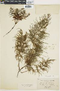 Image of Equisetum silvaticum