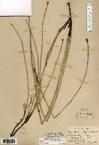 Image of Equisetum nelsonii
