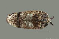 Image of Euparius marmoreus