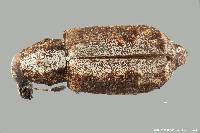 Meconemus tuberculatus image