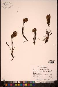 Image of Pedicularis albolabiata