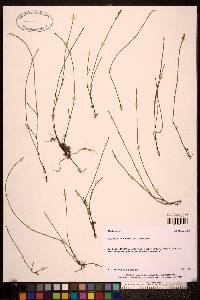 Image of Equisetum variegatum