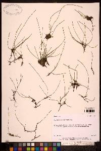 Image of Equisetum scirpoides