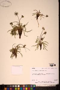 Image of Taraxacum leucanthum