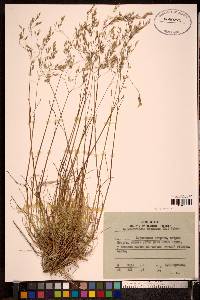Image of Lerchenfeldia flexuosa