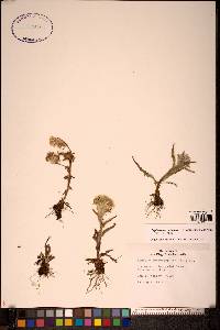 Image of Tephroseris palustris