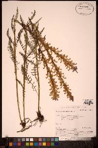 Image of Pedicularis elata