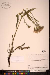 Image of Saussurea amara