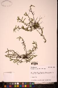 Image of Plagiobothrys orientalis