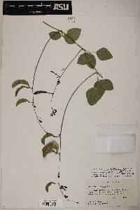 Phaseolus maculatus subsp. ritensis image