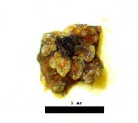 Psidium decussatum image