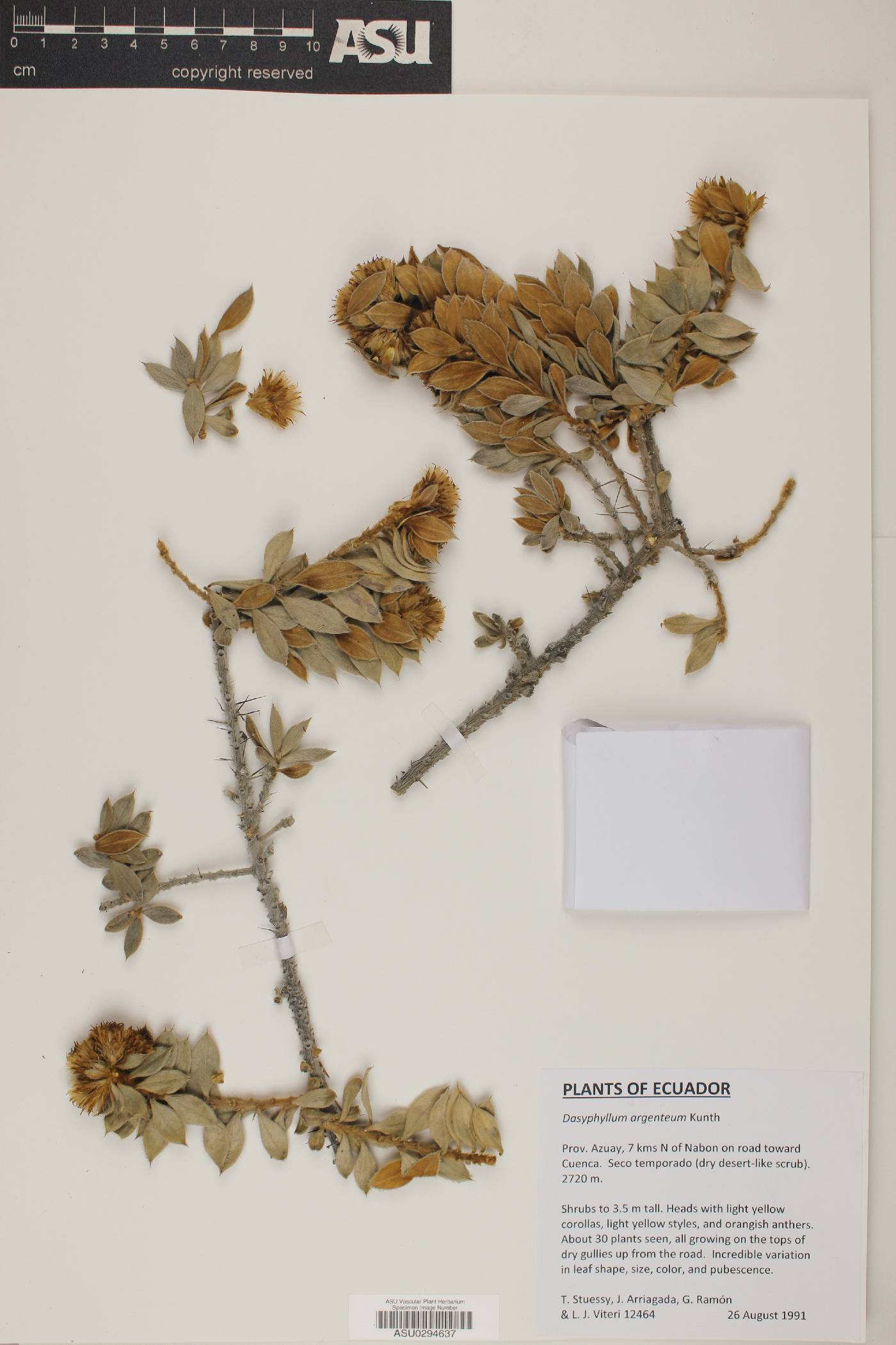 Dasyphyllum argenteum image
