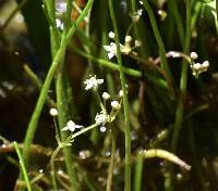 Lilaeopsis schaffneriana image