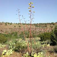 Image of Agave verdensis