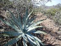 Image of Agave sobria