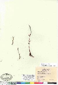 Epilobium arcticum image