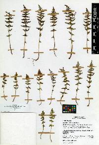 Woodsia phillipsii image