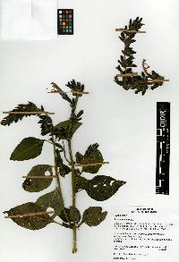 Salvia mexicana image
