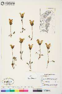 Image of Pedicularis capitata