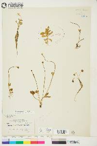 Image of Ranunculus allenii
