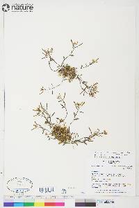 Image of Arabidopsis arenicola