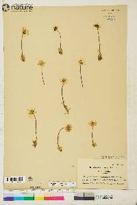 Leucanthemum integrifolium image