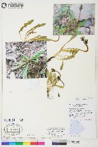 Taraxacum carneocoloratum image