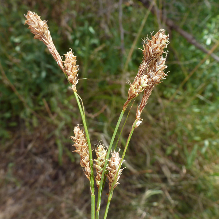 Carex specuicola image