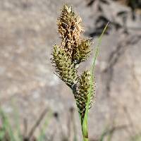 Image of Carex heteroneura