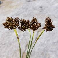 Image of Carex pelocarpa