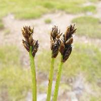 Image of Carex lachenalii