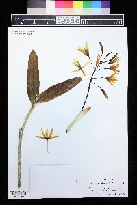 Guarianthe aurantiaca image