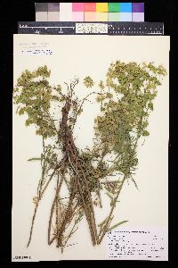 Image of Euphorbia pseudovirgata