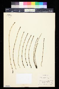 Equisetum × nelsonii image