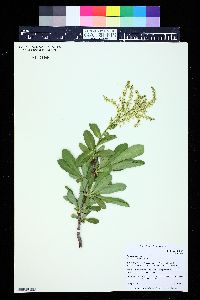 Image of Sibiraea laevigata
